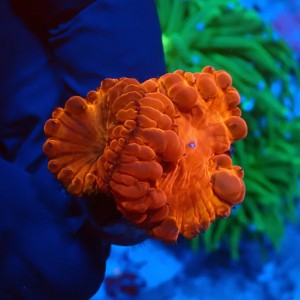 BLASTOMUSSA ULTRA ORANGE #2608040