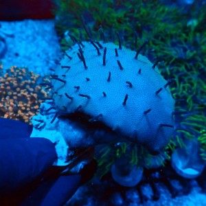 SARCOPHYTON LONG POLYP GRADE B #2608039