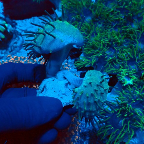 SARCOPHYTON GREEN LONG POLYP (2P) #2608039