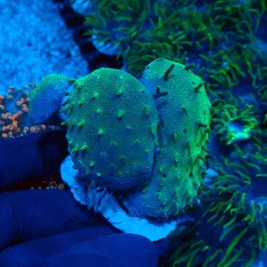 SARCOPHYTON GREEN LONG POLYP (3P) #2608037