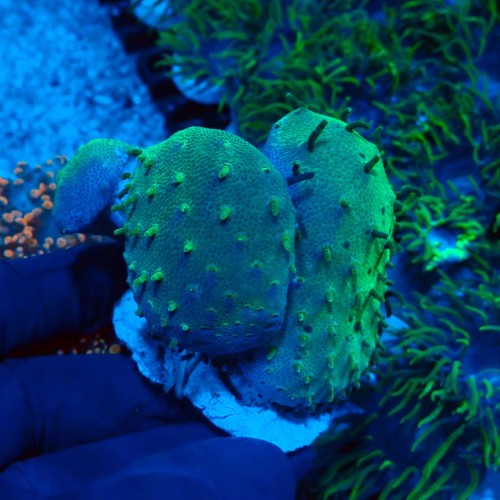 SARCOPHYTON GREEN LONG POLYP (3P) #2608037