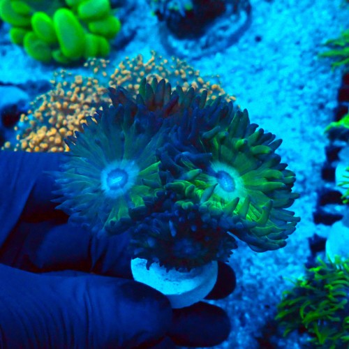 DUNCANOPSAMMIA GREEN [~5P] #2608031