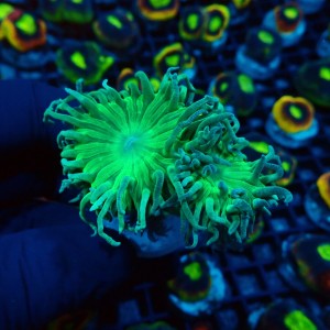 DUNCANOPSAMMIA GREEN [~3P] #2608032