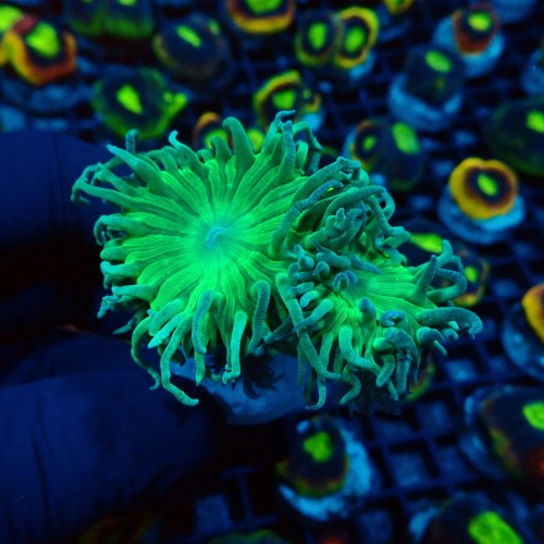 DUNCANOPSAMMIA GREEN [~3P] #2608032