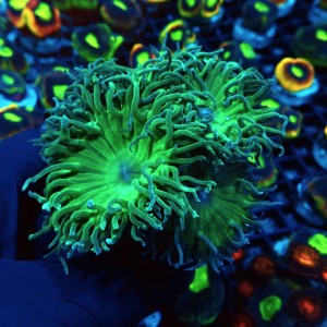 DUNCANOPSAMMIA GREEN [~5P] #2608033