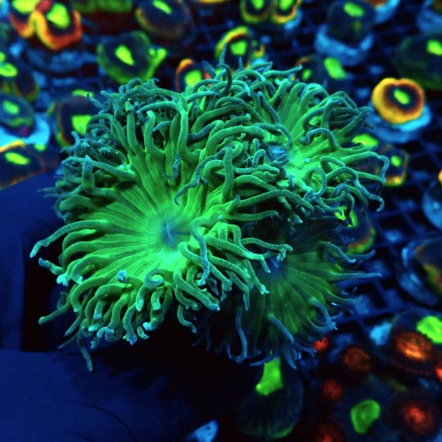 DUNCANOPSAMMIA GREEN [~5P] #2608033