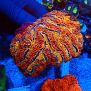 LOBPHYLLIA ULTRA ORANGE #2608009