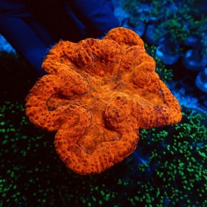 LOBOPHYLLIA ULTRA RED #2608010