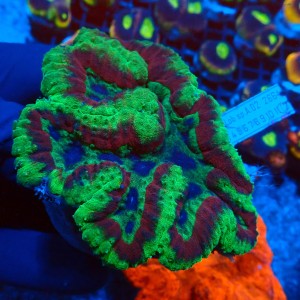 LOBOPHYLLIA BICOLOR GREEN&RED #2608011