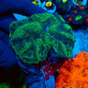 LOBOPHYLLIA GREEN GRADE B #2608004