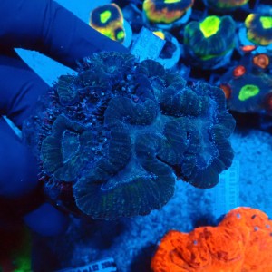 LOBOPHYLLIA GREEN GRADE B #2608002