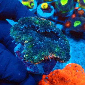 LOBOPHYLLIA TRICOLOR GRADE B #2608001
