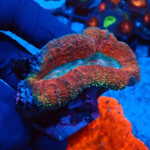 LOBOPHYLLIA RED RAINBOW GRADE B #2608003