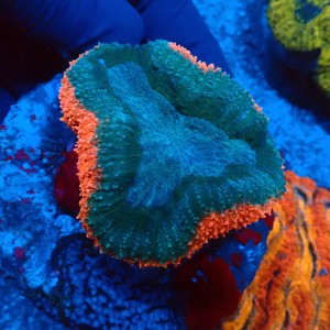 LOBOPHYLLIA ULTRA BICOLOR #2608005
