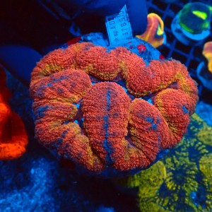 LOBOPHYLLIA ULTRA ORANGE&RED #2608006