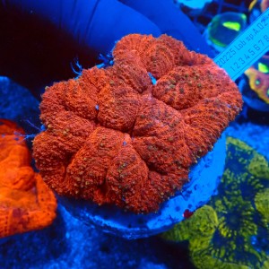 LOBOPHYLLIA RED #2608007