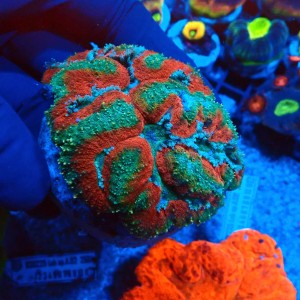 LOBOPHYLLIA BICOLOR RED&GREEN #2608008