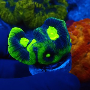 FAVIA GREEN DRAGON SOUL #2608026
