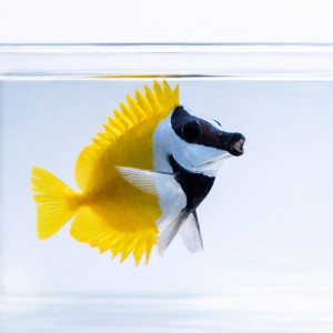 Siganus vulpinus (M/L) - borsuk