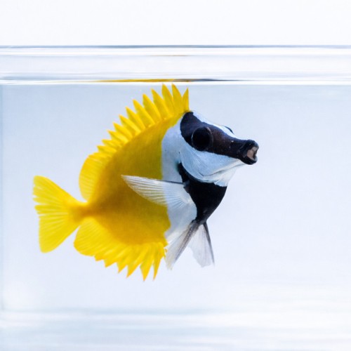 Siganus vulpinus (M/L) - borsuk