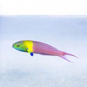 Thalassoma amblycephala