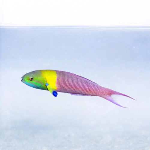 Thalassoma amblycephala