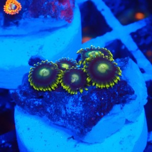 ZOANTHUS DRAGON EYE #1109025
