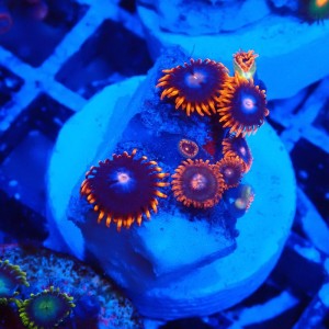 ZOANTHUS FIRE AND ICE #1109032