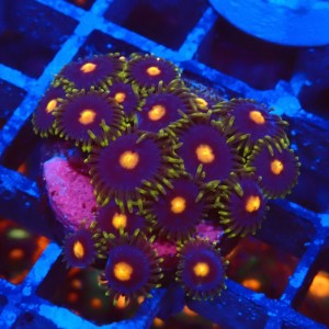 ZOANTHUS FIREFLY #1109011
