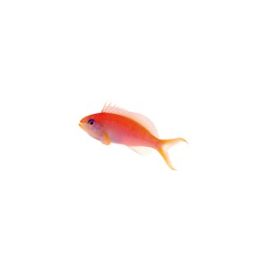Pseudanthias dispar (M) - PROMOCJA - 4+1 GRATIS