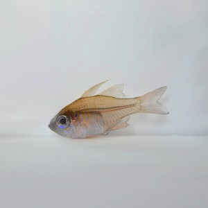 Zoramia leptacanthus - apogon - PROMOCJA - 4 + 1 GRATIS