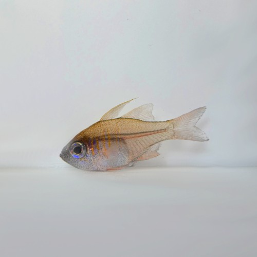Zoramia leptacanthus - apogon - PROMOCJA - 4 + 1 GRATIS