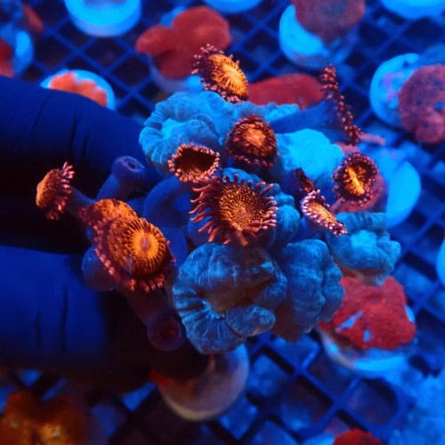 CAULASTREA MINT [~8P] & ZOANTHUS PANDORA #1609035