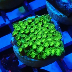 CYPHASTREA ULTRA GREEN #1609003