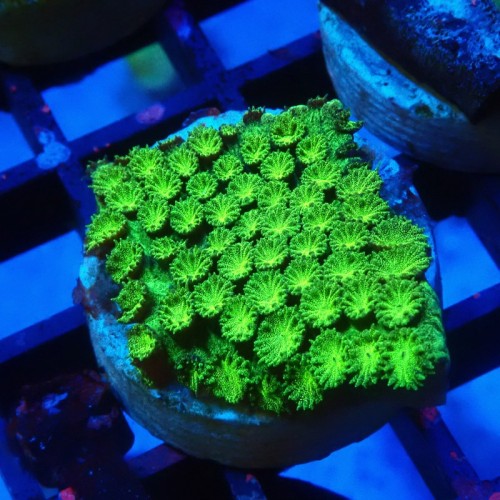 CYPHASTREA ULTRA GREEN #1609003