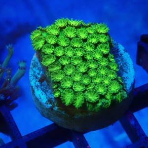 CYPHASTREA ULTRA GREEN #1609004