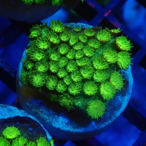 CYPHASTREA ULTRA GREEN #1609076