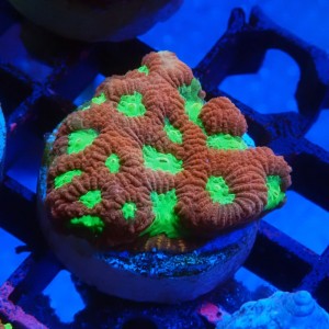 FAVIA RED GREEN EYE #1609014