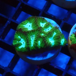 FAVIA ULTRA GREEN #1609019