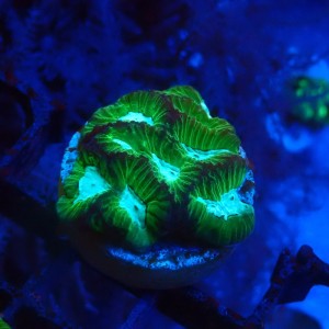 FAVIA ULTRA GREEN #1609021