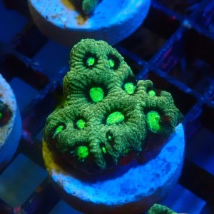 FAVITES GREEN WAR CORAL #1609022