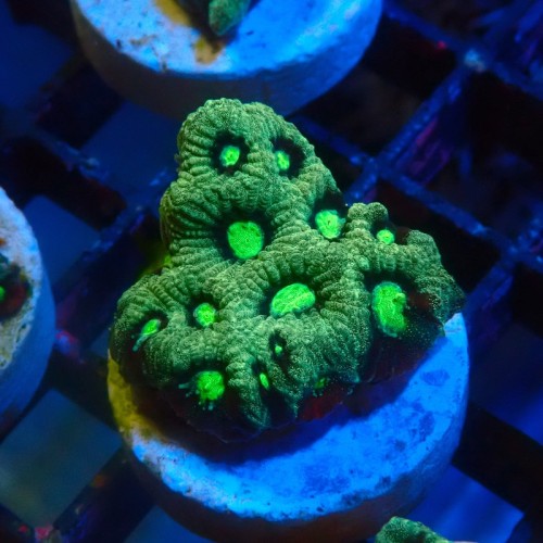 FAVITES GREEN WAR CORAL #1609022