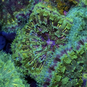 STICHODACTYLA TAPETUM GREEN MULTICOLOR [~7CM] #1609001