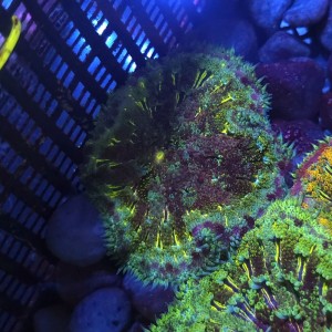 STICHODACTYLA TAPETUM GREEN MULTICOLOR [~7CM] #1609002