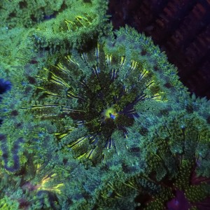 STICHODACTYLA TAPETUM GREEN MULTICOLOR [~7CM] #1609078