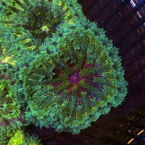 STICHODACTYLA TAPETUM GREEN MULTICOLOR [~7CM] #1609079
