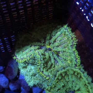 STICHODACTYLA TAPETUM GREEN MULTICOLOR [~7CM] #1609080