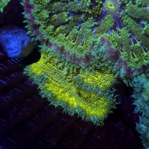 STICHODACTYLA TAPETUM ULTRA LIME [~7CM] #1609077