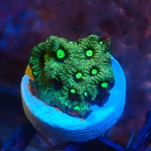 FAVITES GREEN WAR CORAL #1609023