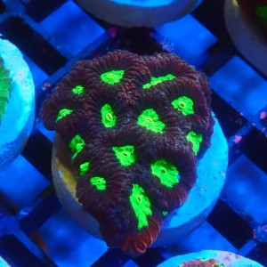 FAVIA RED GREEN EYE #1609016
